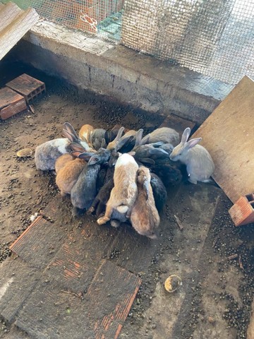 Vendo Criação de coelhos 