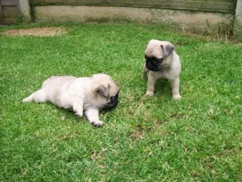 OpoRtuNiDaDe Pug em 12x