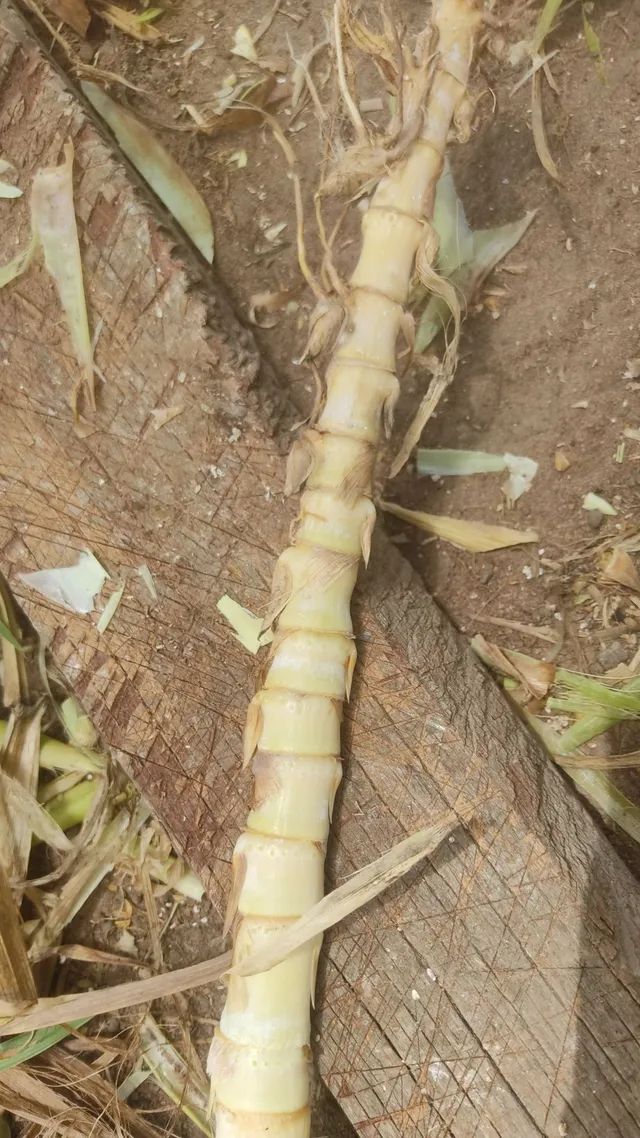 Vendas Capim kurumi  - Foto 5