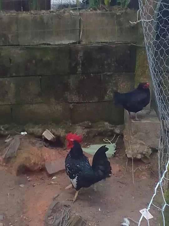 Vendo galinhas - Foto 3