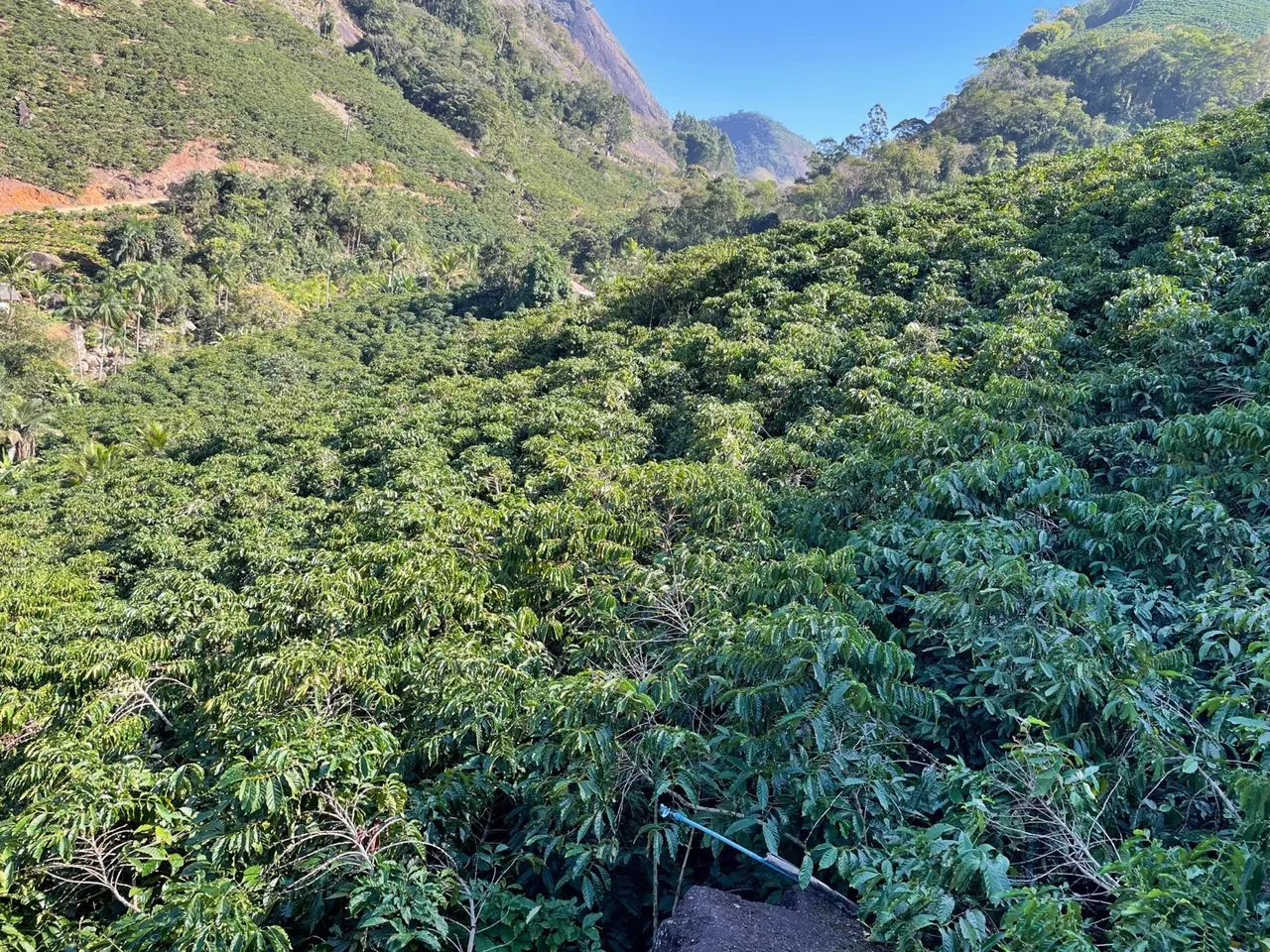Vendo sítio com 13.000 pés de café  - Foto 2
