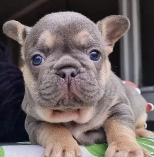 Bulldog Frances garantia total de saúde 