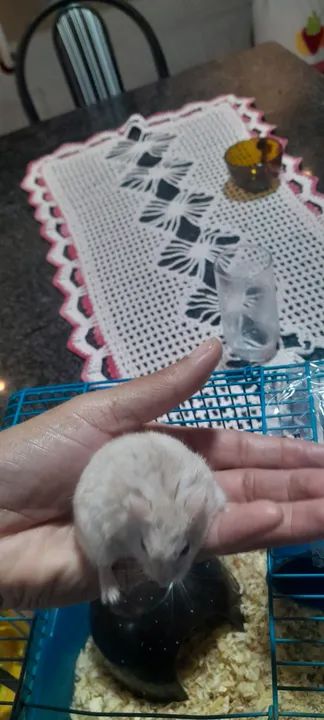 Hamster anão super fofinho com a gaiola e itens.