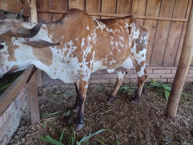 Vaca de leite, primeira cria - Foto 5