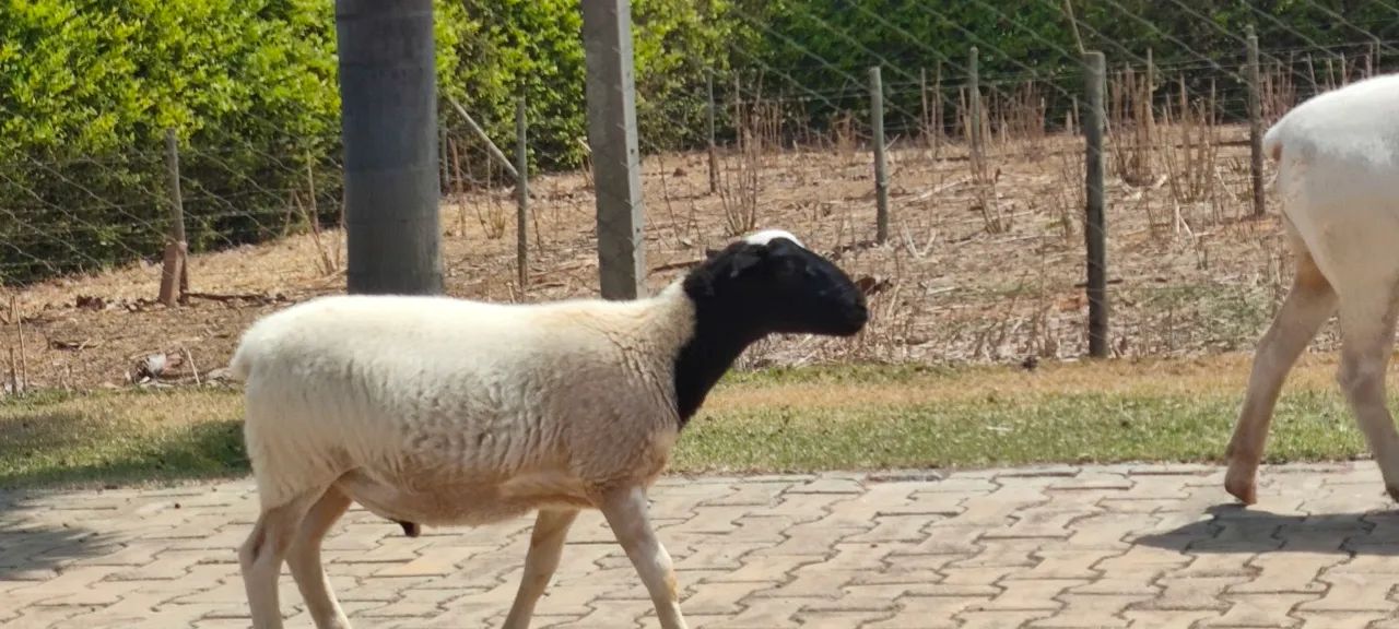 Carneiro dorper e white dorper para venda - Foto 2