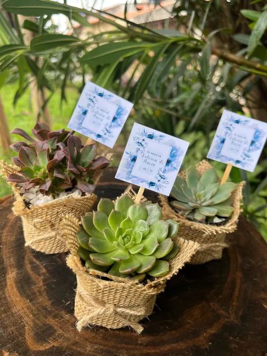 Lembrancinhas de suculentas disponível 