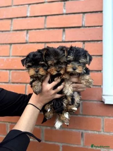 Yorkshire Terrierlindíssimos filhotes disponíveis 