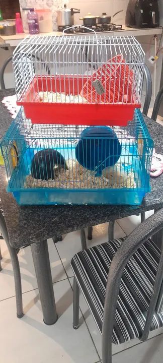 Hamster anão super fofinho com a gaiola e itens. - Foto 2