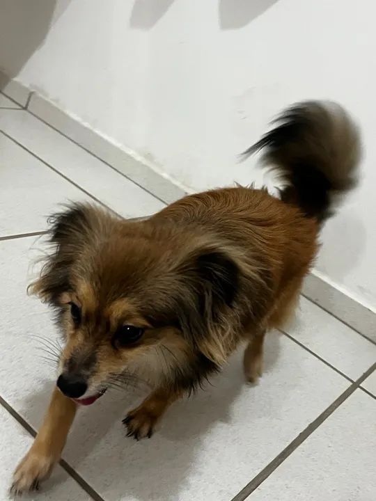 Spitz alemão obediente e carinhoso - Foto 2