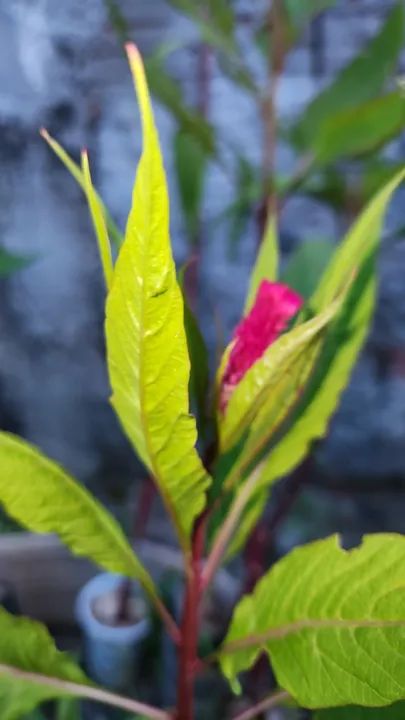 Mudas de Crista de Galo  - Foto 2