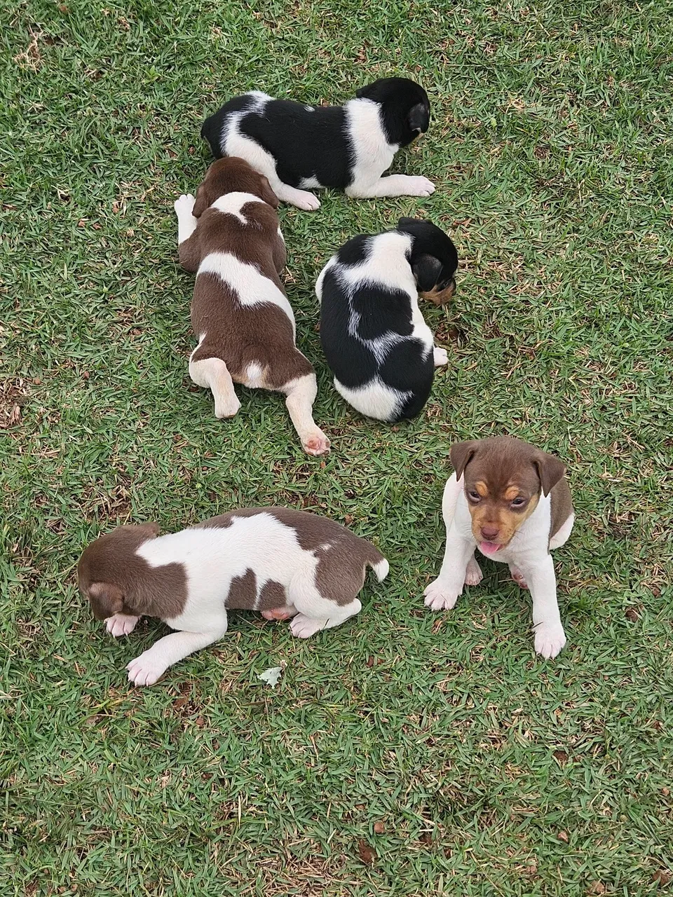 Filhotes de Terrier Brasileiro