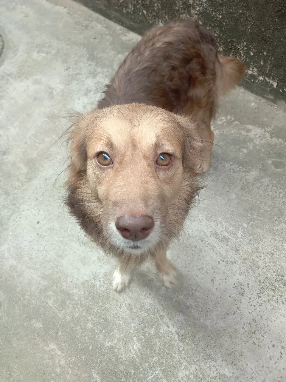 Cão de porte médio para adoção responsável