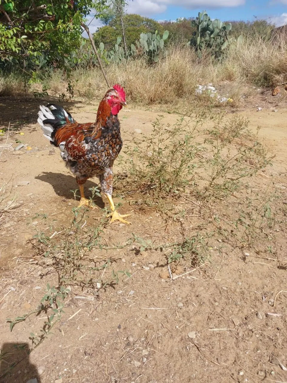 Frango lindo e saudável para venda da raça gsb