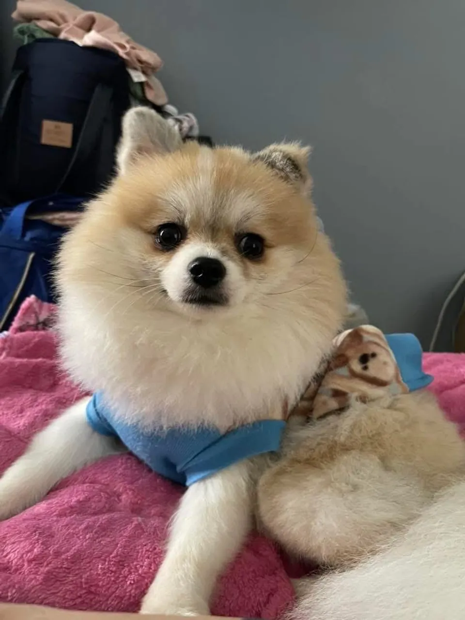 Spitz Alemão filhote fofo e charmoso