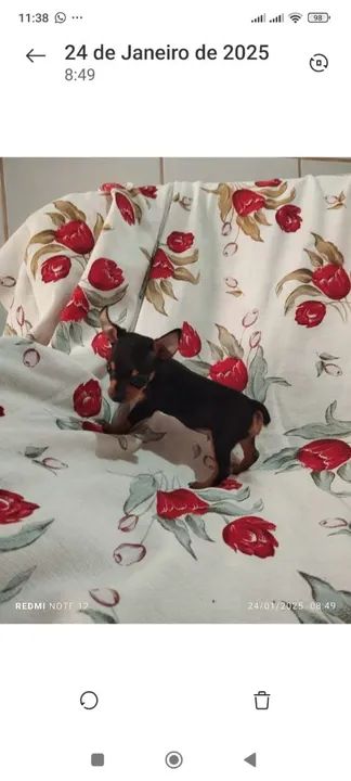 Pinscher macho número 1 valor r$ 800