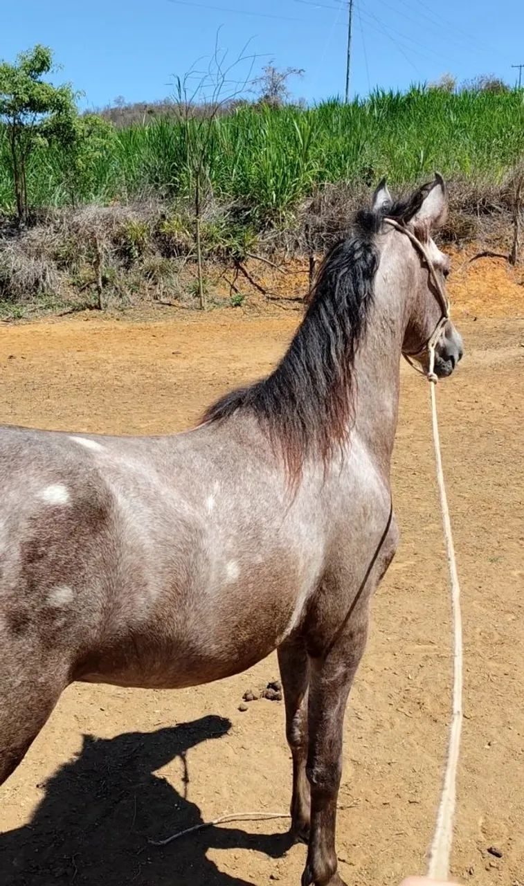 Potro Mangalarga Marchador 2,5 Anos - Foto 3