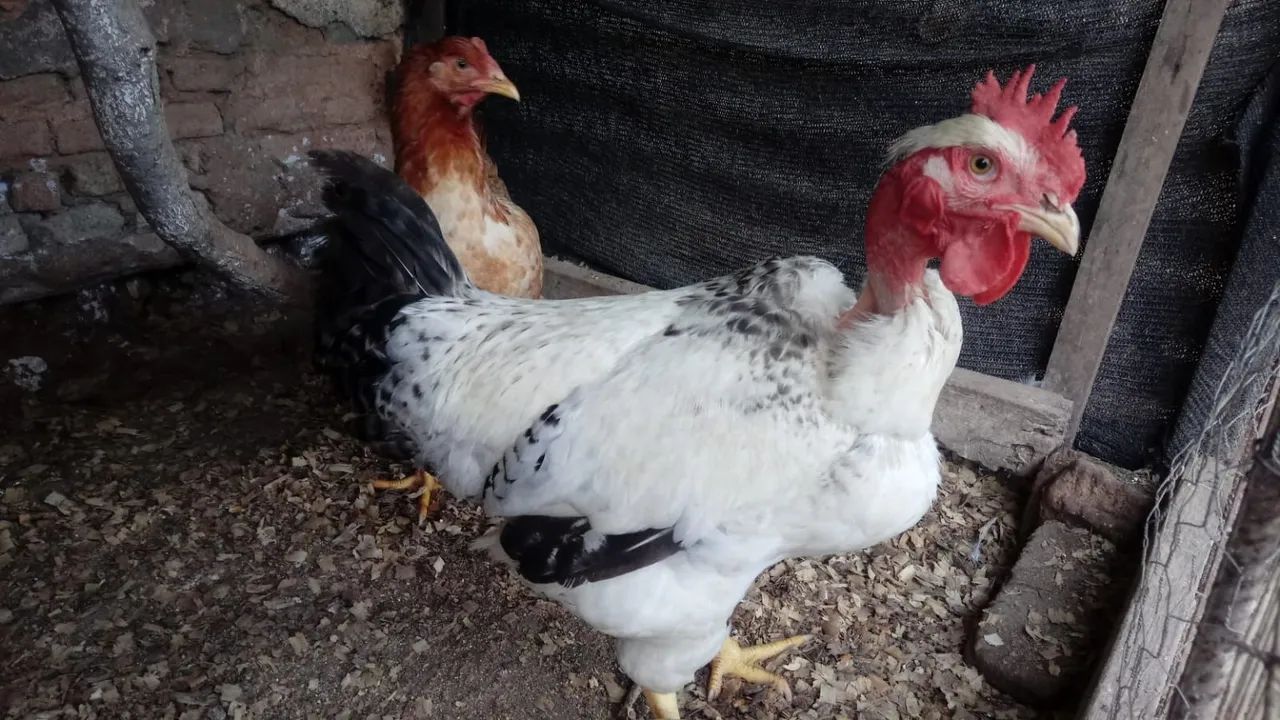 Galo e Galinha Label Rouge - Foto 3