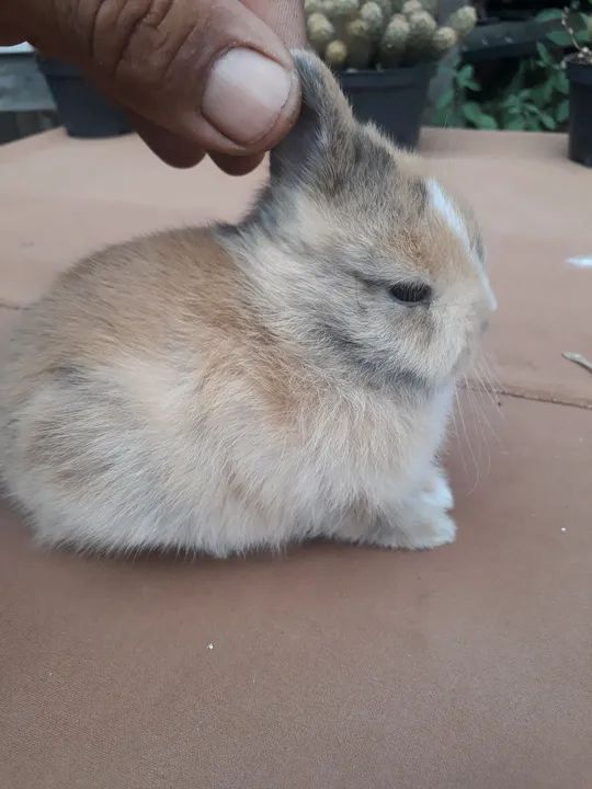Coelho anão importado Netherland dwarf 