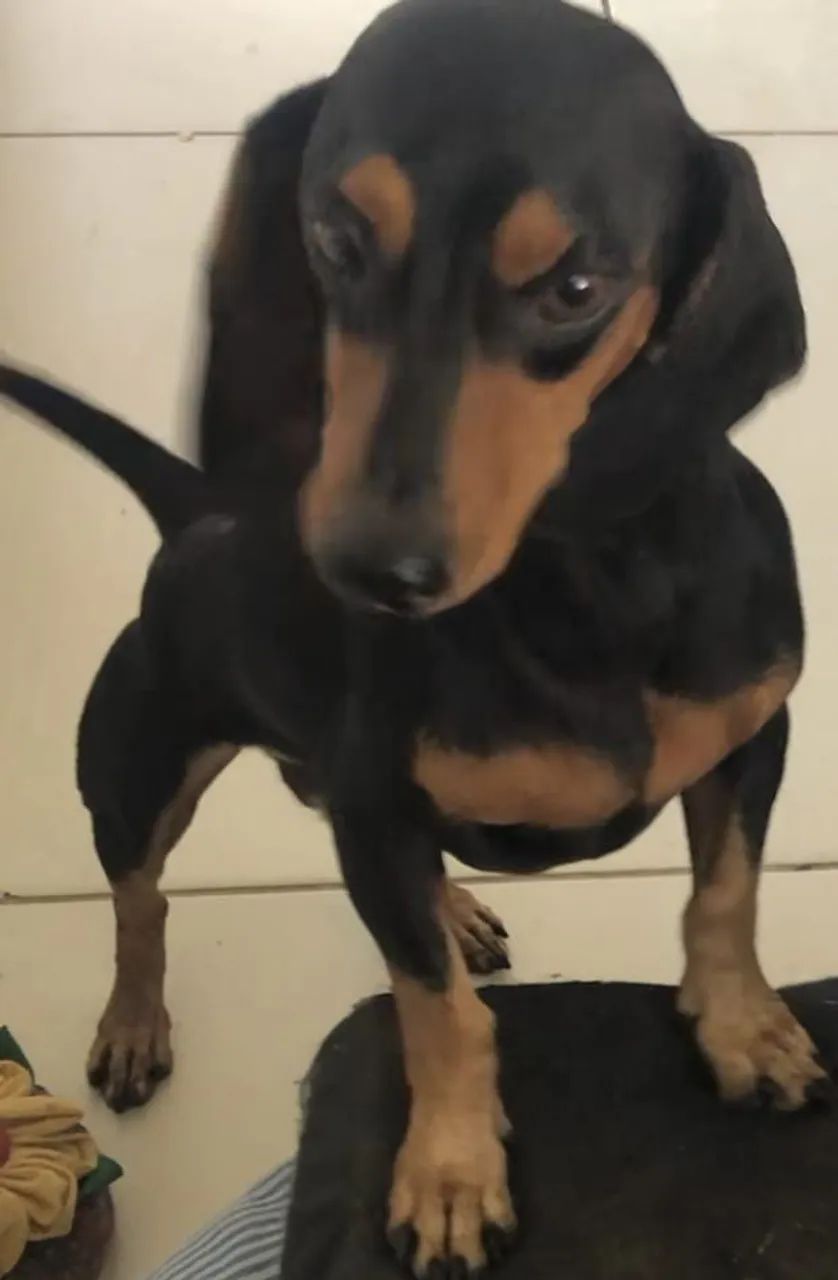 Dachshund - Uma fofura!
