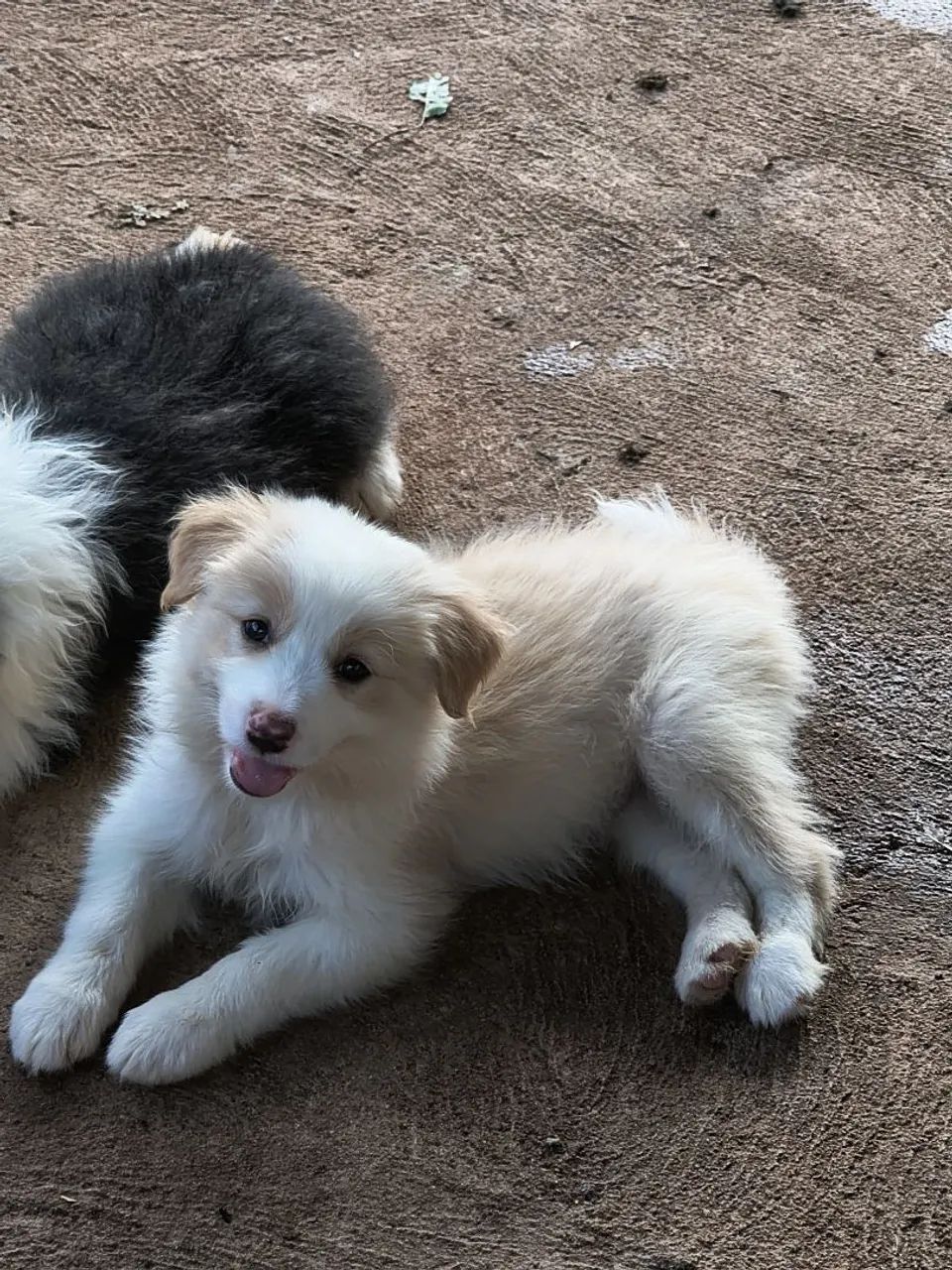 Border collie AZUL  - Foto 3