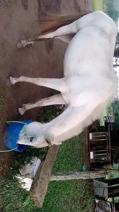 Paint horse puro  - Foto 2