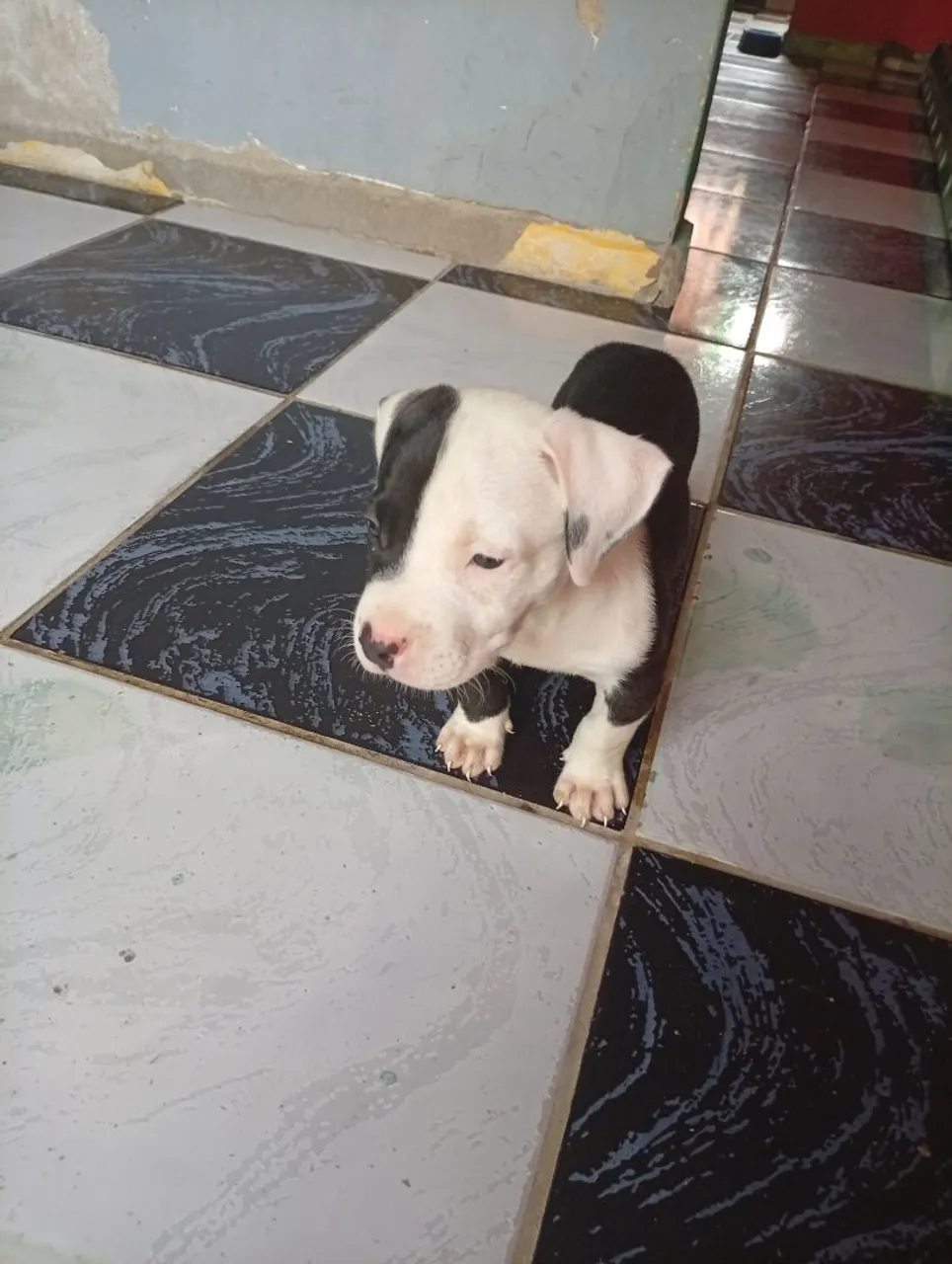 Pitbull