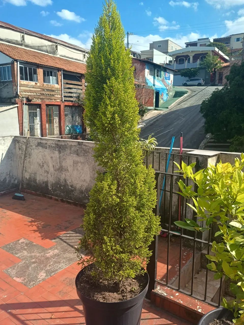 Pinheiro  - Foto 2
