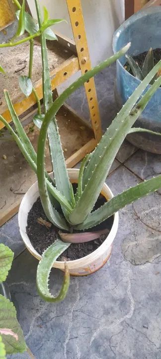 Diversas mudas a venda - Foto 6