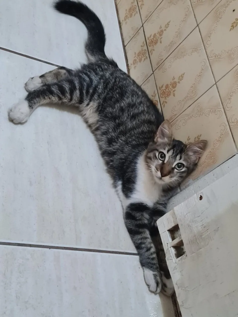 DOA-SE GATINHO CASTRADO URGENTE