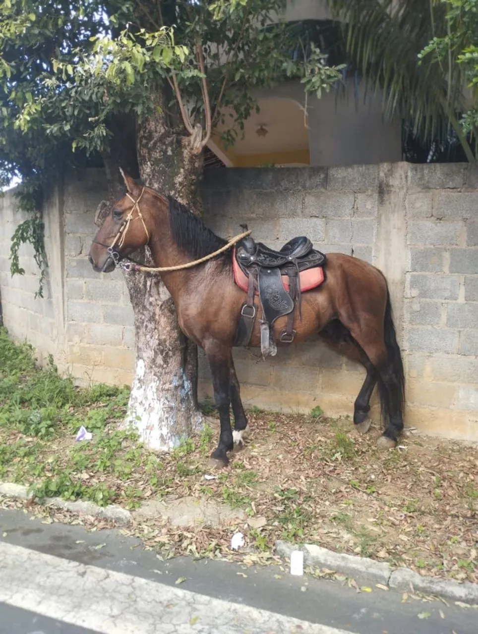 Cavalo novo 3anos