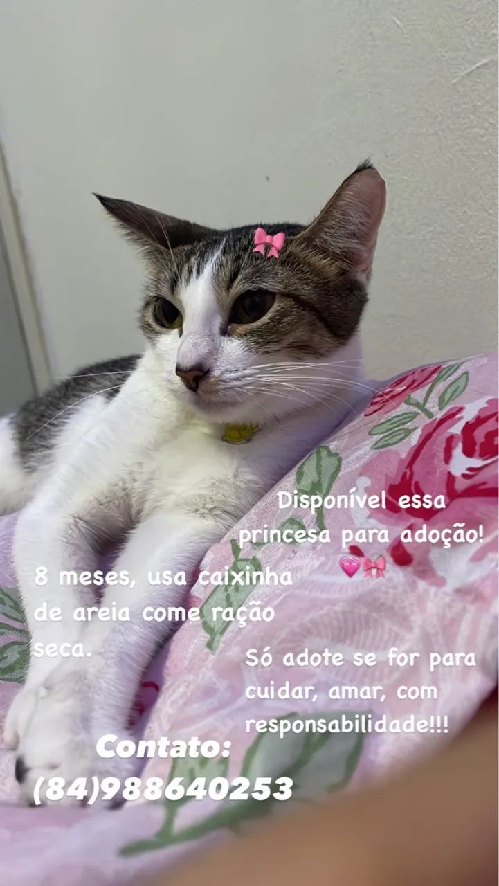 Gatinha para adoção 