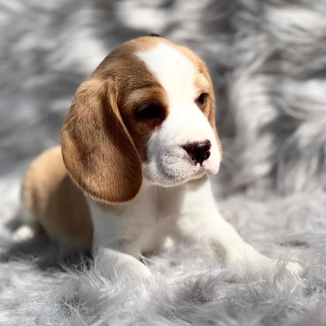 Cão da raça Beagle, conhecido pelo seu ótimo faro e personalidade alegre.