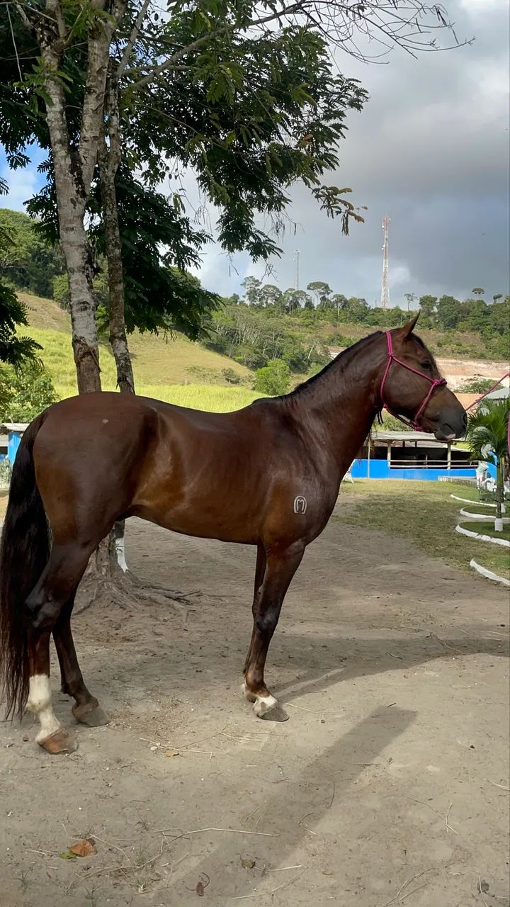Cavalo manga larga puro,? Troco em moto do meu interesse!
