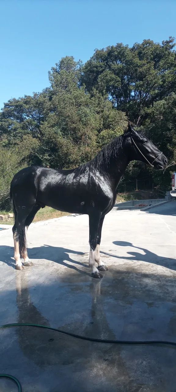 Garanhão Pampa de preto  - Foto 5