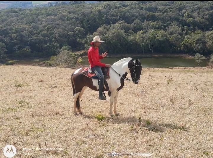 Égua pampa marcha batida domada 7 anos Léia a descrição abaixo 