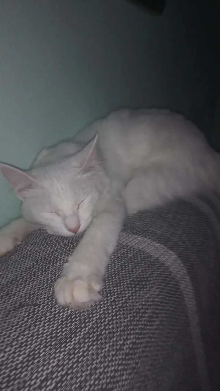 Gatinha branca para adoção