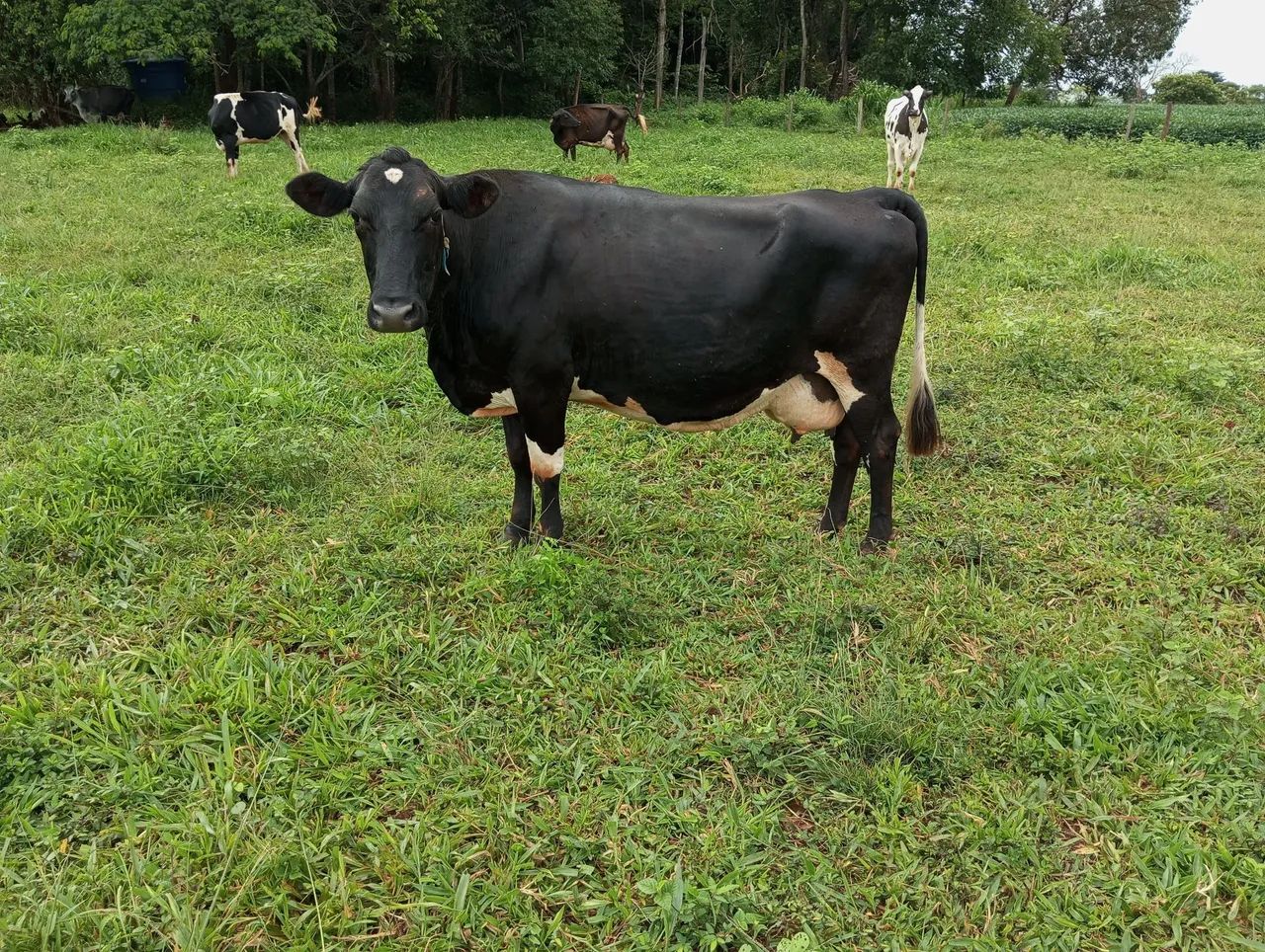 Vacas e Novilhas de leite - Passo Cartão  - Foto 3