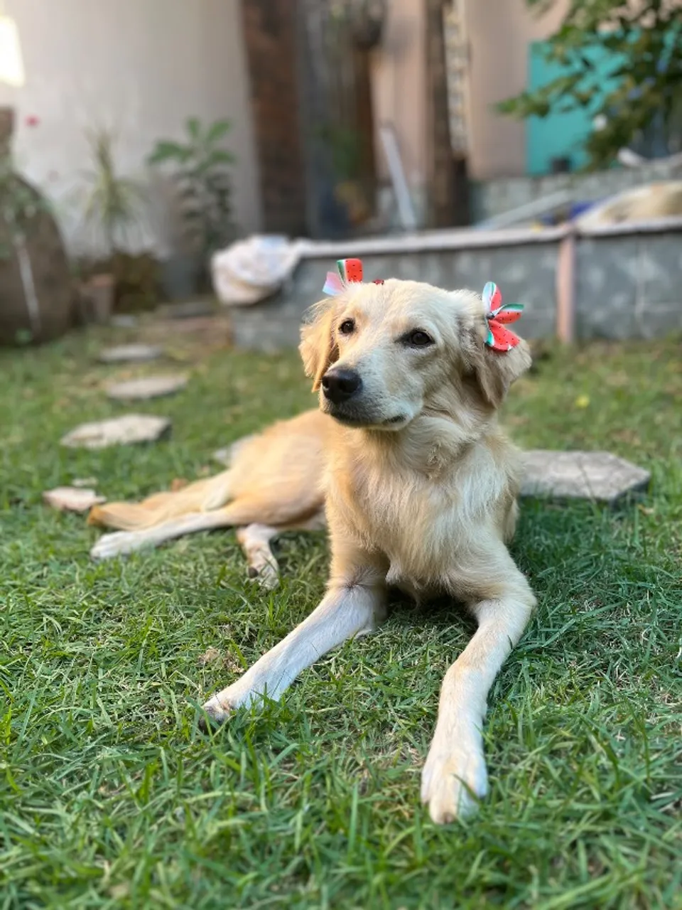 Filhote fêmea 6-7meses