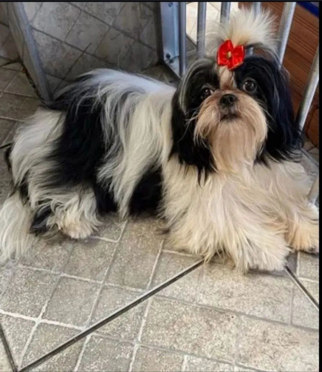 PROMOÇÃO!!! SHIHTZU FÊMEA ADULTA 100%  LEGÍTIMA RAÇA PURA 