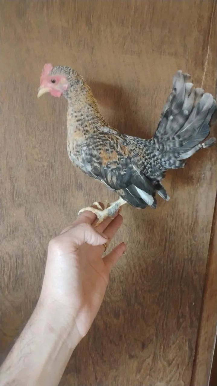 Franguinho de mini garnizé caipirinha