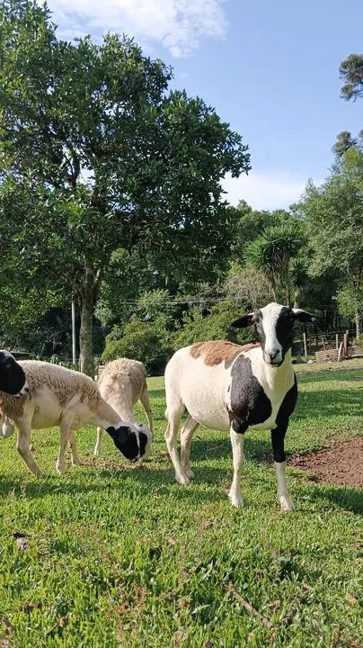 Venda de carneiros raça dorper com Santa Inês  - Foto 4