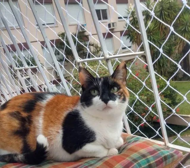 Rede de proteção - Foto 4