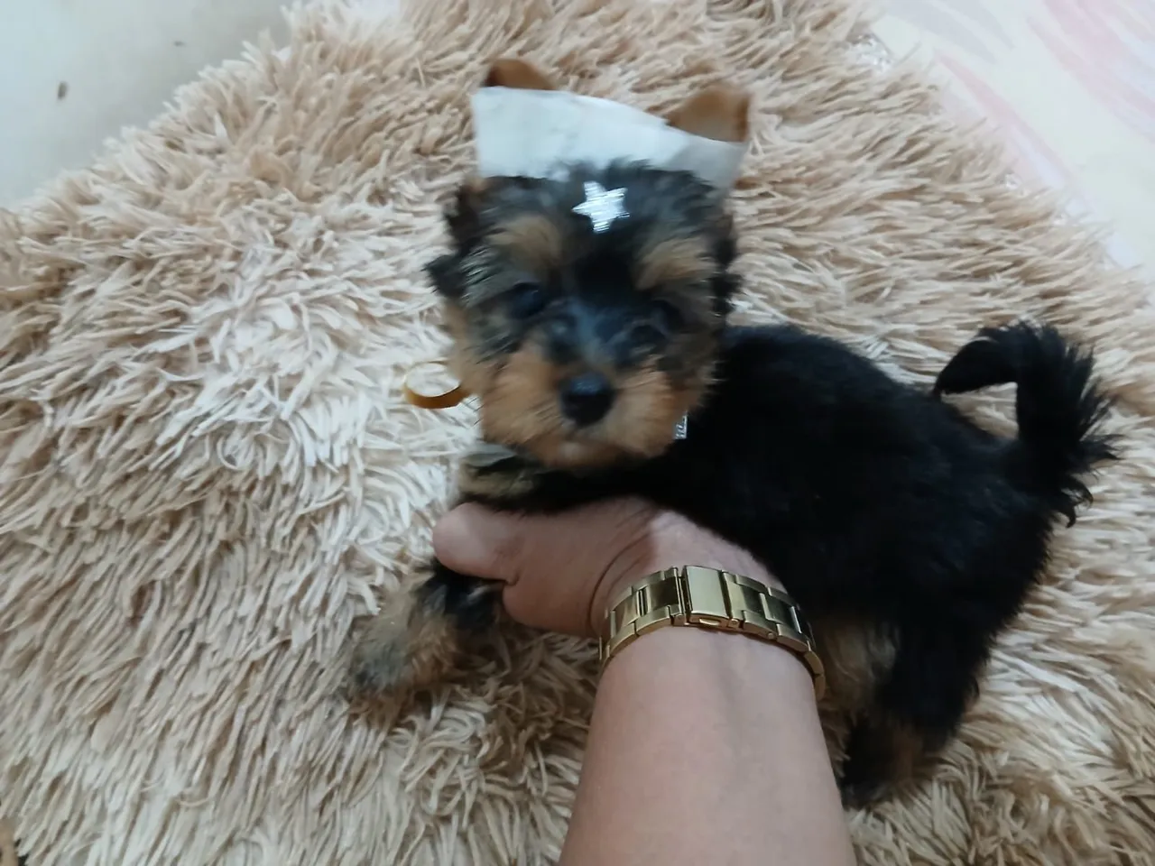 Lindo Filhote de Yorkshire Terrier Macho