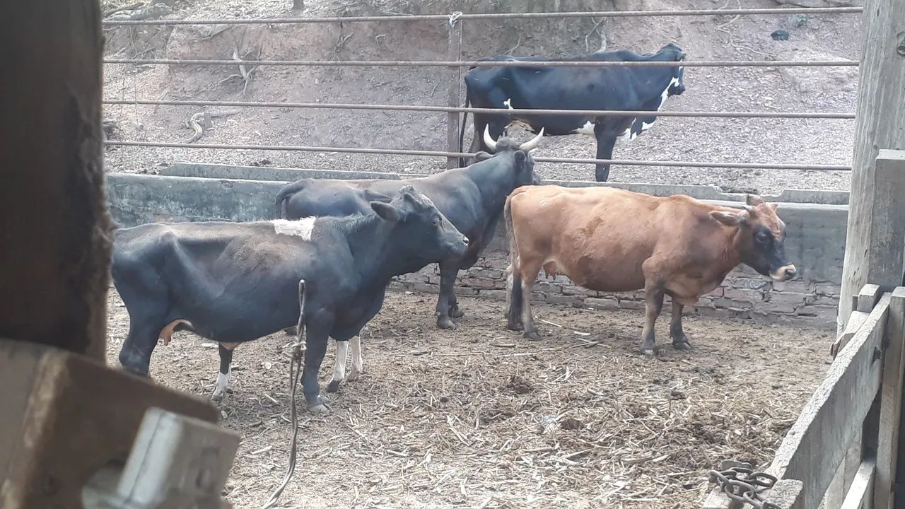 Mini Vacas e mini boi - Foto 2