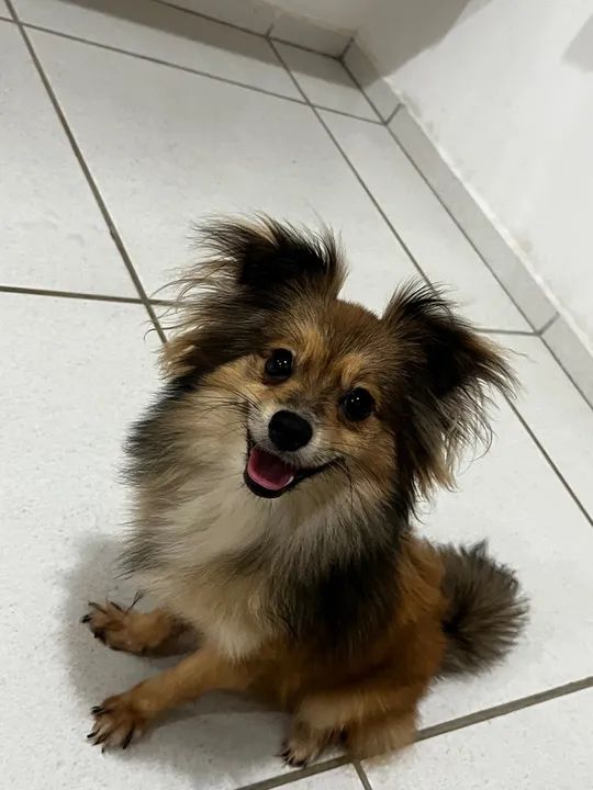 Spitz alemão obediente e carinhoso - Foto 3