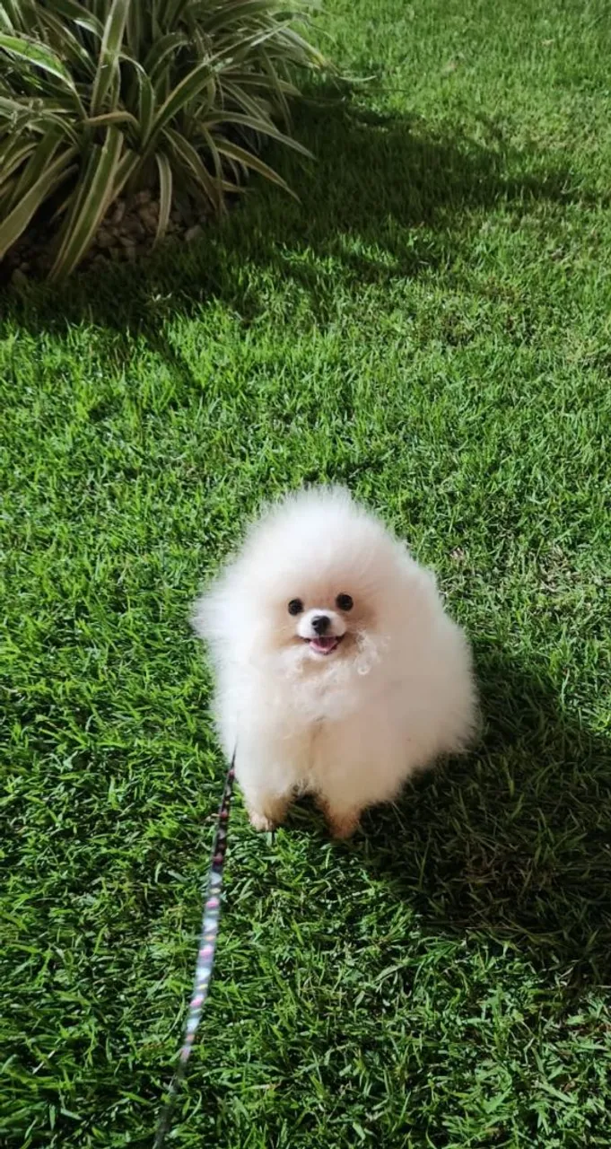 Lulu da Pomerânia- Disponível p/ companhia 