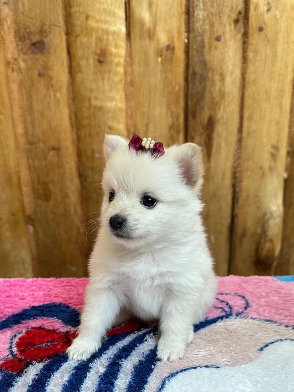 Filhotes de Spitz alemão anão