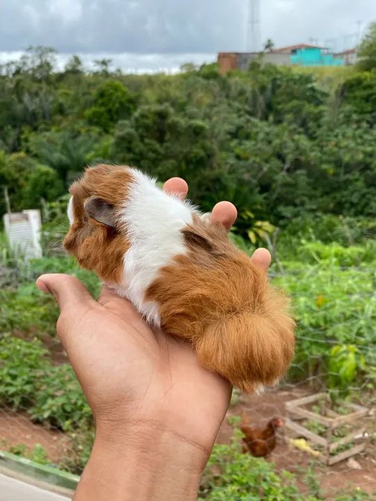 Porquinho da índia peruano (entrego a domicílio) - Foto 2