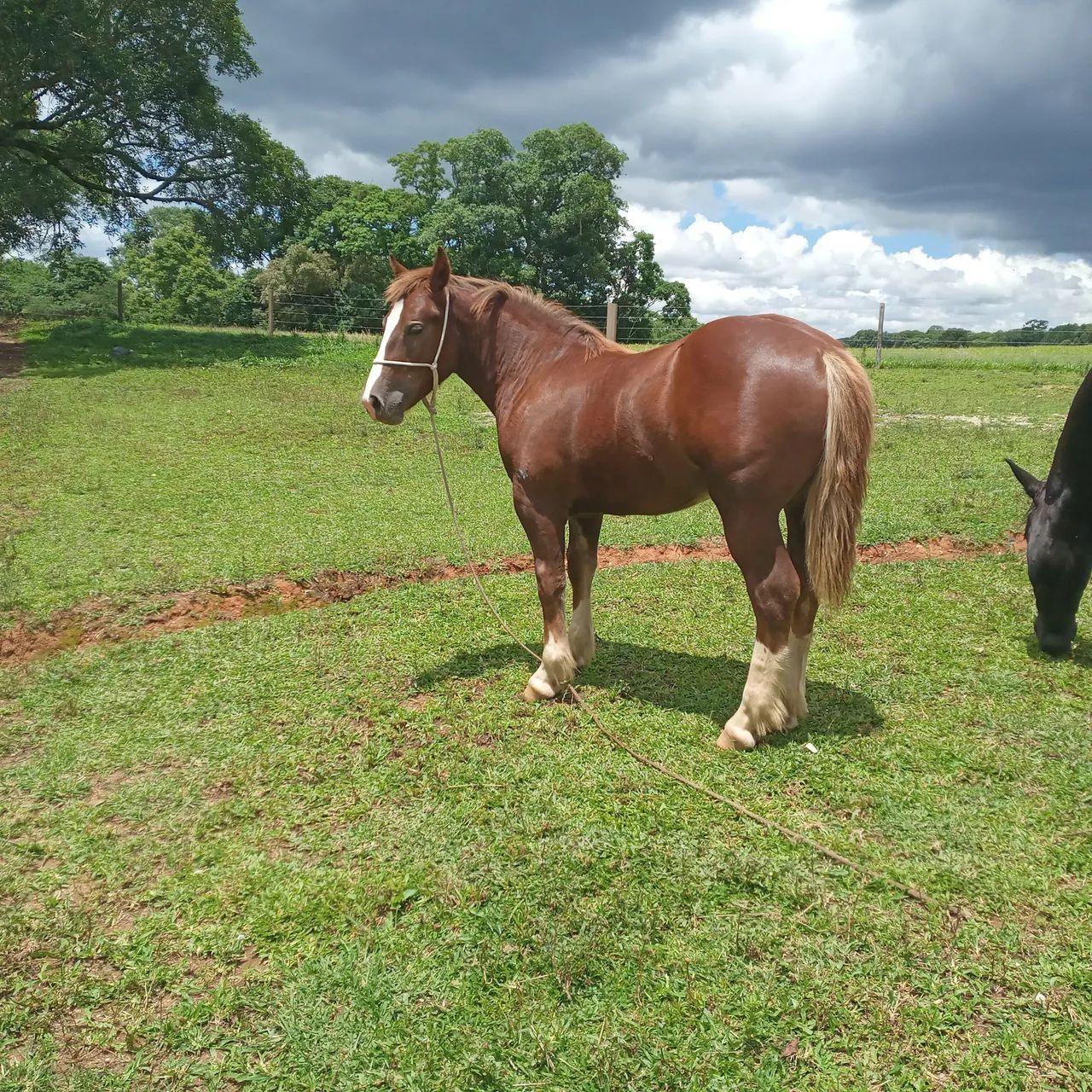 Potro Bretão! - Foto 5