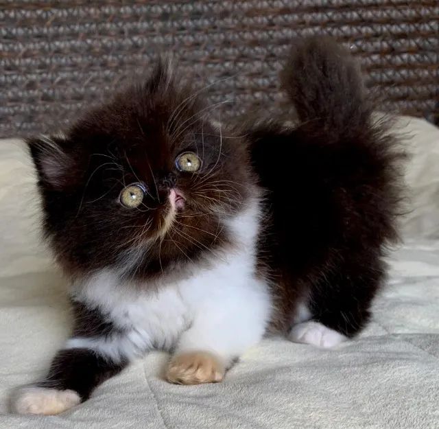 Show D/Gata Persa filhote Feméa Bicolor pelo longo extremada,C/50 Dia P/Reserva Linda. - Foto 6